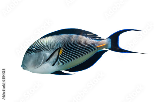 Sohal Surgeonfish (Arabian Acanthurus Sohal) Isolated On White Background. Tropical Fish With Black Fins, Yellow And Blue Stripes, Side View, Close Up.