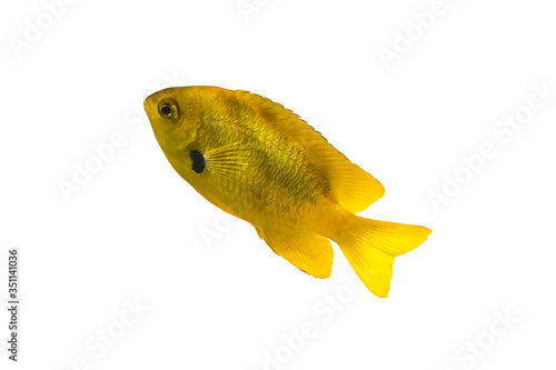Sea goldie (anthias). Single small yellow fish isolated on white background. Bright tropical fish, cut out. © Maya_parf