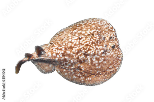 Panther electric ray (Torpedo panthera) isolated on a white background. Dangerous underwater animal, Red Sea, Egypt. Close up of Leopard stingray, diving photography. Indo-Pacific Ocean fish. Cut out.
