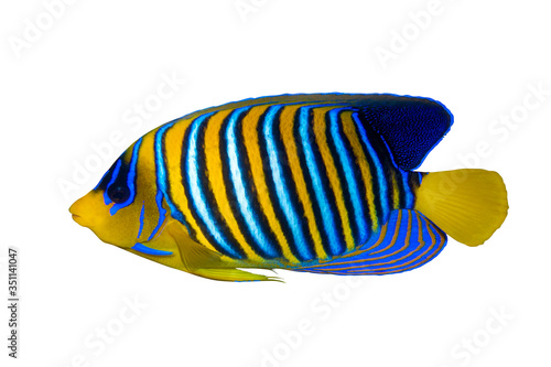 Royal Angelfish (Regal Angel Fish), Coralfish isolated on a white background. Tropical colorful fish with yellow fins, orange, white and blue stripes in blue ocean water. Side view, close up, cut out.