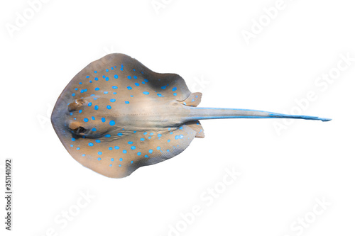 Bluespotted Ribbontail Ray (Taeniura lymma) Isolated On A White Background . Close Up Of Dangerous Underwater Spotted Stingray, Red Sea, Egypt. Indo-Pacific Ocean Fish. Diving Photography. Cut Out.