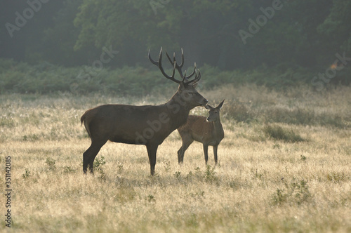 Red deer cervus elaphus in autumn colours