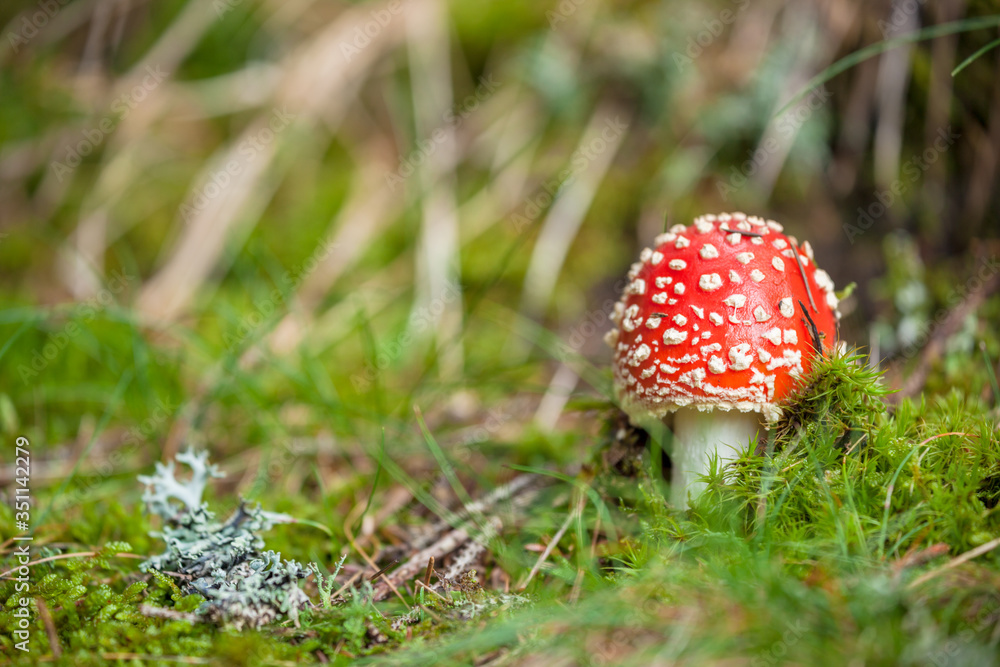 Young Amanita Muscaria grown up inside a forest in Dolomites (Italy) Young Amanita Muscaria grown up inside a forest in Dolomites (Italy)