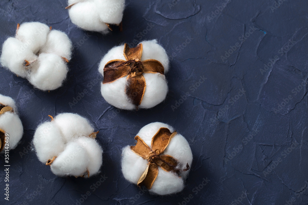 White fluffy cotton flower heads on a dark painted background White fluffy cotton flower heads on a dark painted background