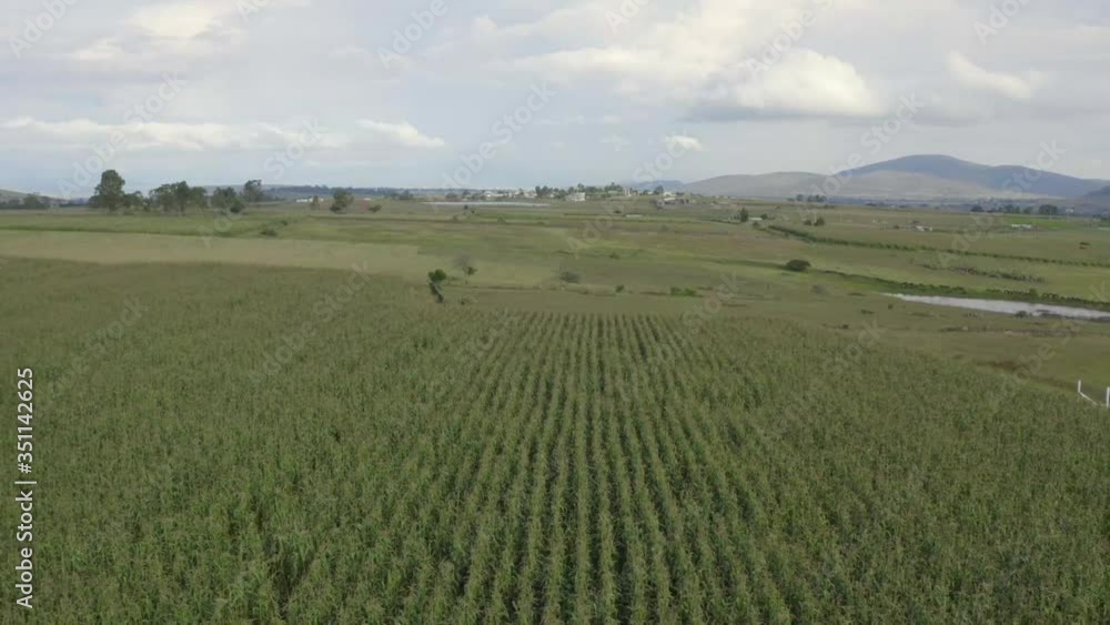Corn crops, from the valley of Querétaro Mexico Corn crops, from the valley of Querétaro Mexico