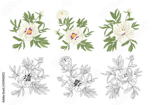 Peony flower. Element for design. Colored and outline vector illustration. In botanical style Isolated on white background..