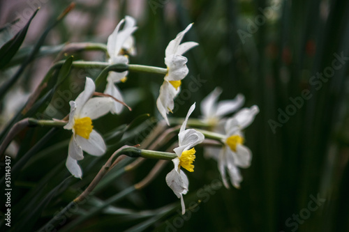 нарциссы,daffodils,