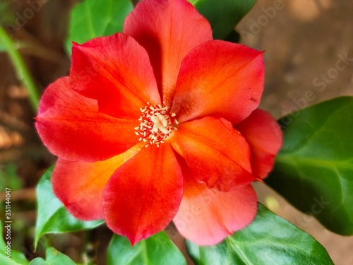 OOtty Rose Flower