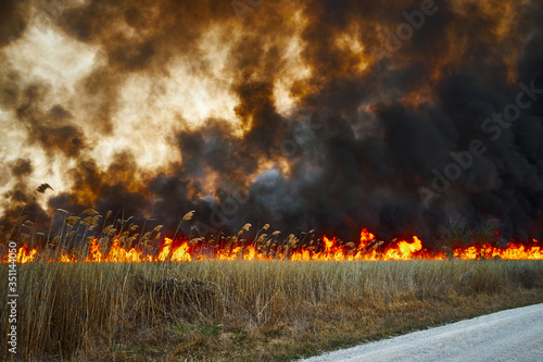 Wildfires. Burning estuary. Fire in the steppe. photo