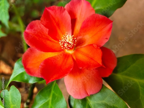 OOtty Rose Flower