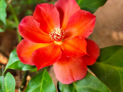 OOtty Rose Flower
