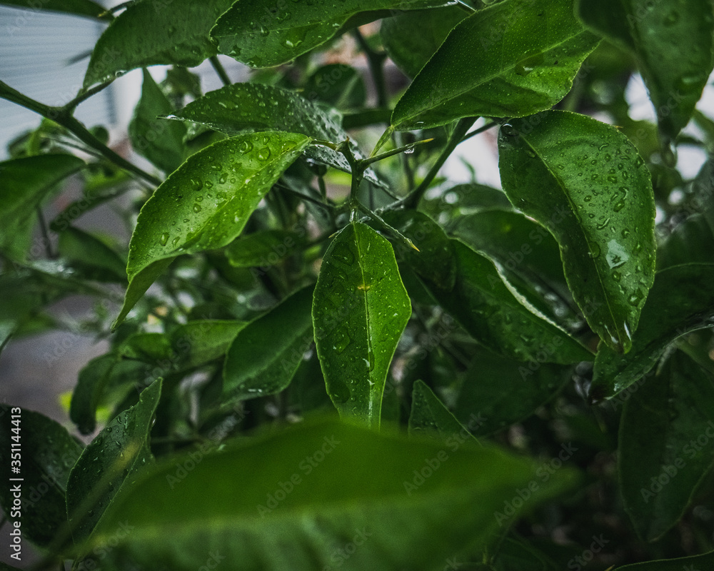 raindrops on leaves raindrops on leaves