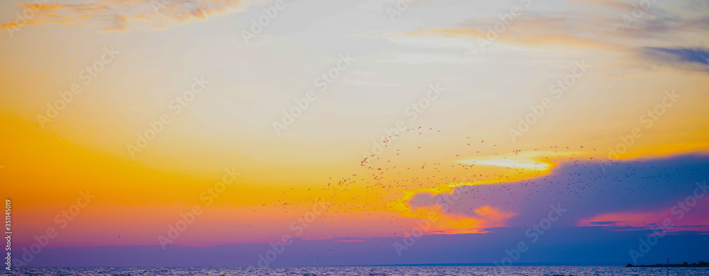 a flock of birds over the sea on the background of the sunset