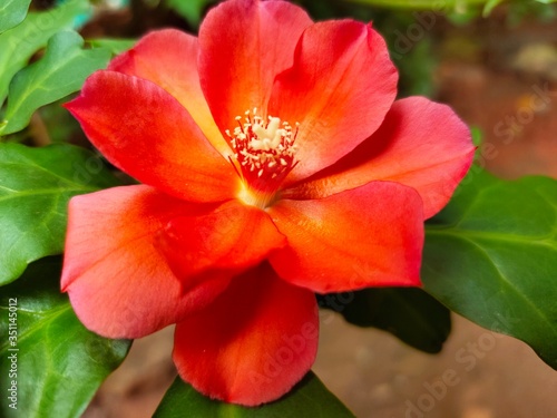 OOtty Rose Flower