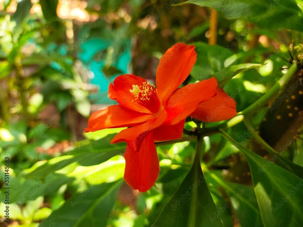 Fototapeta premium OOtty Rose Flower