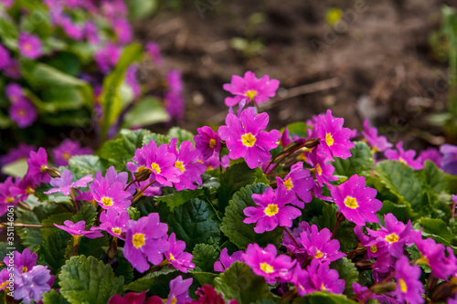                                                                           the city  flowers in the garden  red  pink