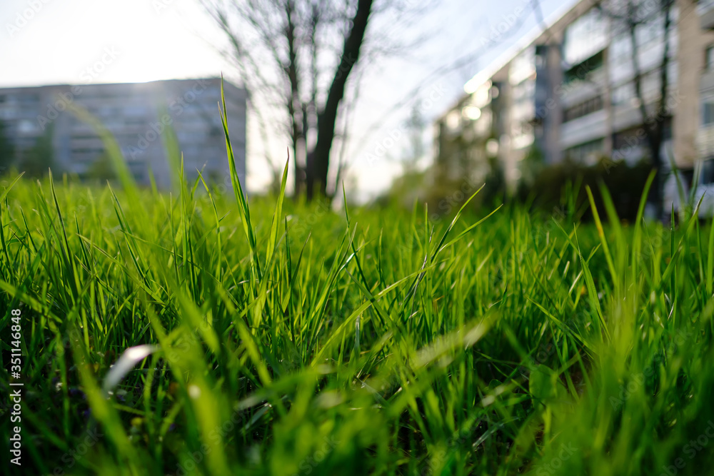 Green, juicy grass in the sunlight on a city meadow in springtime, against a background of wood and buildings. Green, juicy grass in the sunlight on a city meadow in springtime, against a background of wood and buildings.