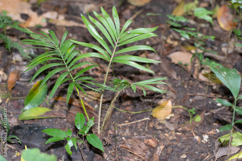 Rattan plant or Calamus caesius Blume seedling in forest Thailand Rattan plant or Calamus caesius Blume seedling in forest Thailand