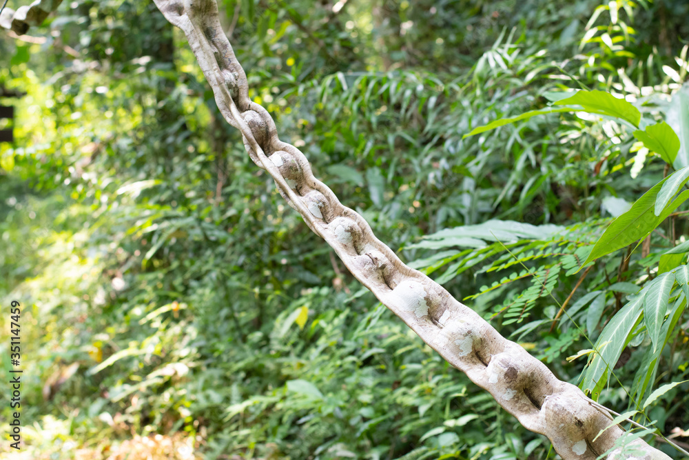 .Thai herb name Bauhinia scandens L. var. horsfieldii (Miq.) growing in forest in Thailand. Monkey Ladder lianas (Bauhinia sp.) . .Thai herb name Bauhinia scandens L. var. horsfieldii (Miq.) growing in forest in Thailand. Monkey Ladder lianas (Bauhinia sp.) .