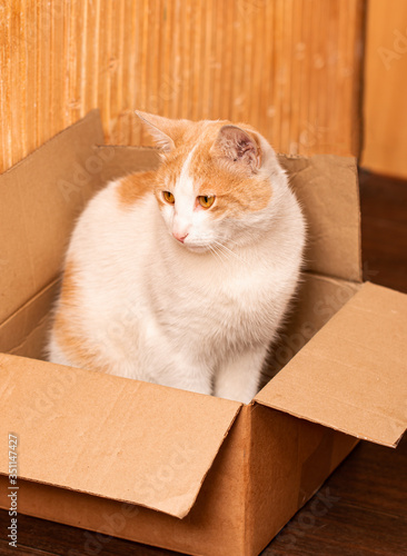 white cat with red spots in a cardboard box