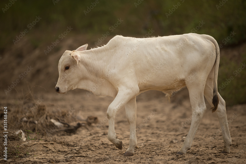 cow in forest
