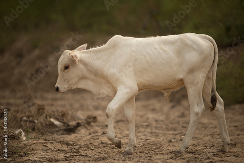 cow in forest