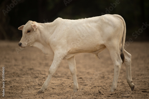 cow in forest