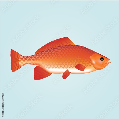 A fish illustration.