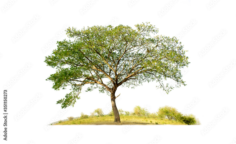 Obraz premium Tree isolated on white background with clipping paths for garden design