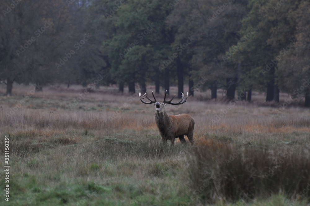Red deer cervus elaphus in autumn colours