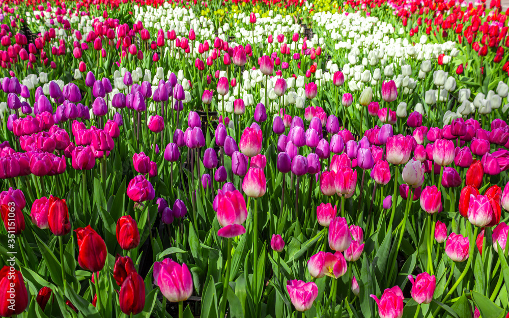 Field of bright flowers, floral background for design Field of bright flowers, floral background for design