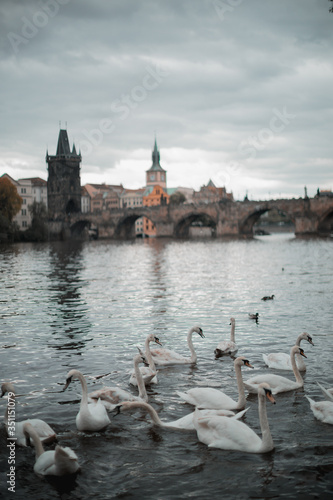 Swans on Vltava river in Prague.