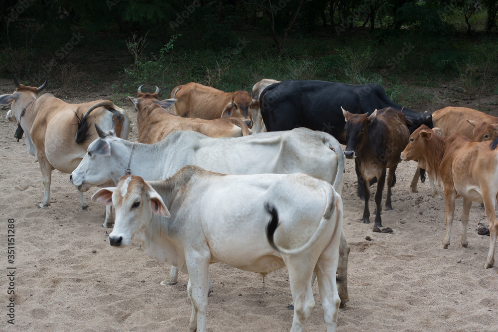 Herd of cow and ox in forest