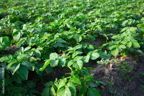 Potatoes growing on plantation