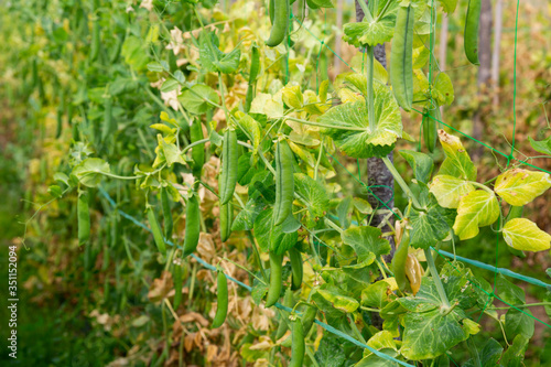 Ripe pea pods on bushes