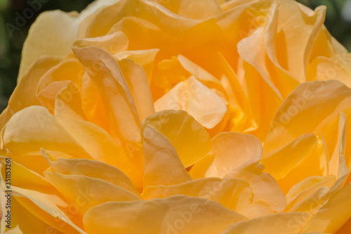 close up of yellow rose in garden