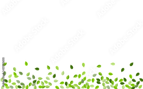 Lime Leaf Spring Vector Branch. Ecology Greens 