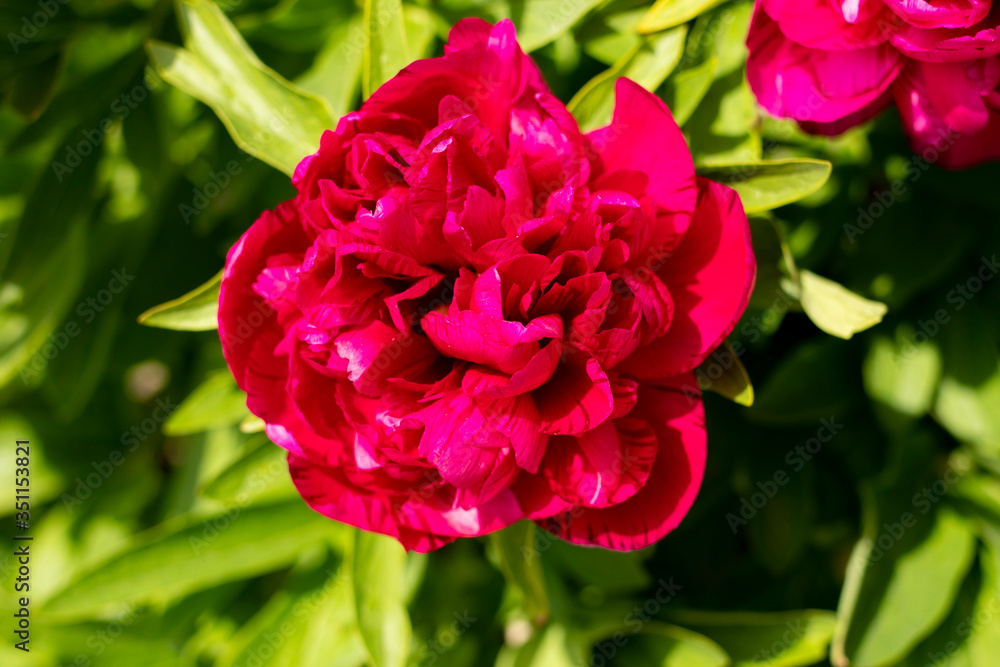 Beautiful vibrant peonies on a sunny day. Beautiful vibrant peonies on a sunny day.