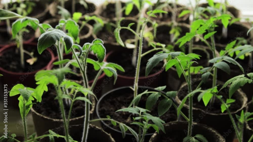 Sprouts of tomatoes in pots Sprouts of tomatoes in pots