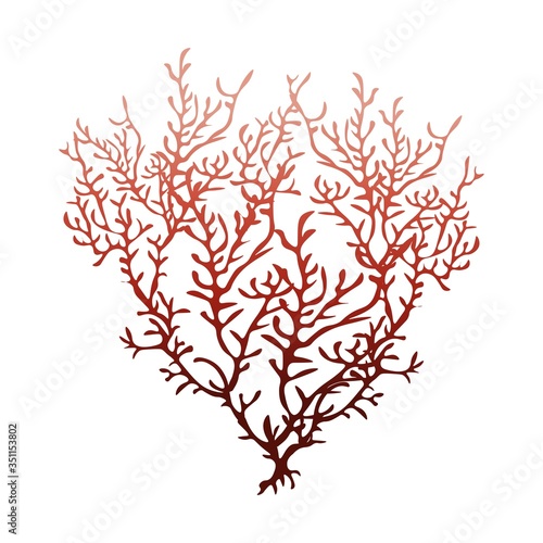 Red coral isolated on white background, stock vector illustration for design and decor