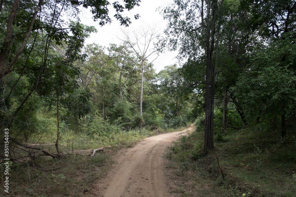Fototapeta premium dust and sand in forest