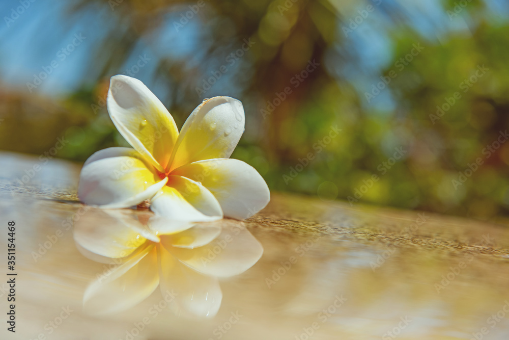 Frangipani flower. White yellow flower plumeria or frangipani on crystalline water. Spa meditation mood, plumeria or frangipani on peace nature. Spa and wellness background Frangipani flower. White yellow flower plumeria or frangipani on crystalline water. Spa meditation mood, plumeria or frangipani on peace nature. Spa and wellness background