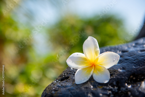Exotic white frangipani flower on the dark grey stone. Spa  Wellness and harmony symbol
