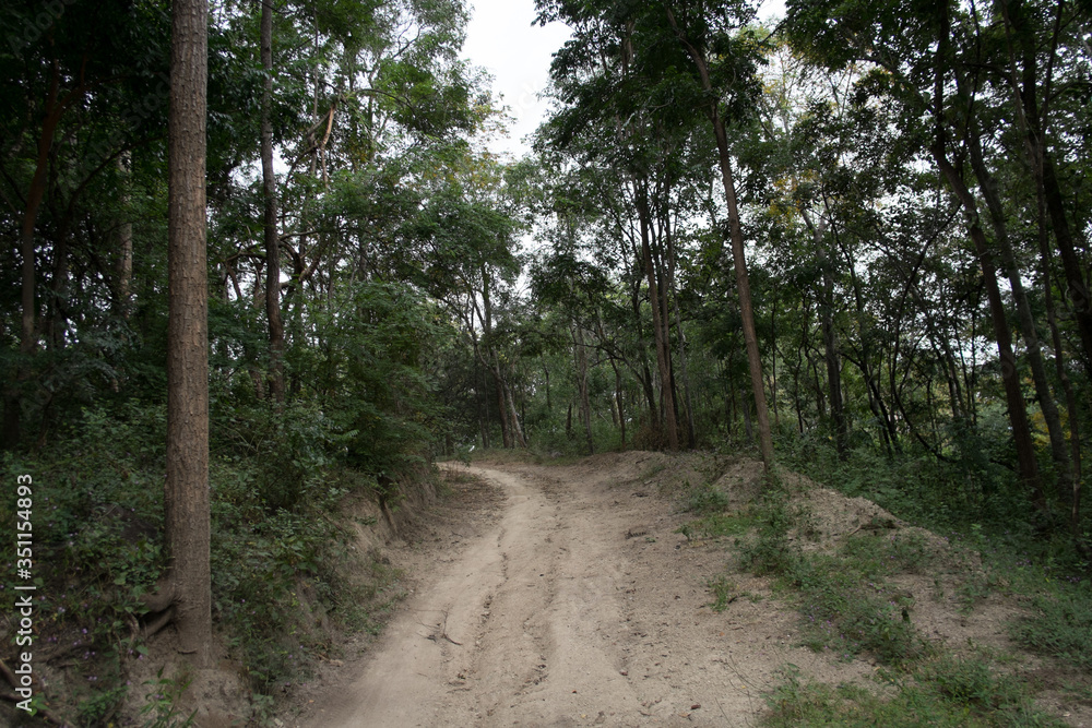 Obraz premium dust and sand in forest