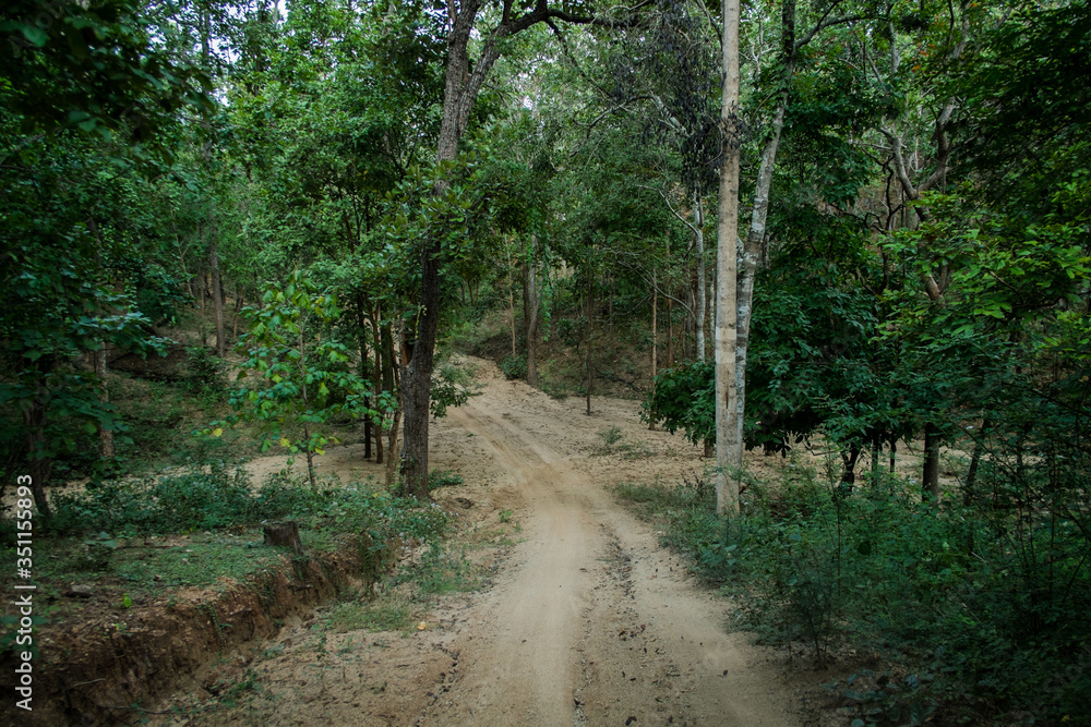 Fototapeta premium dust and sand in forest