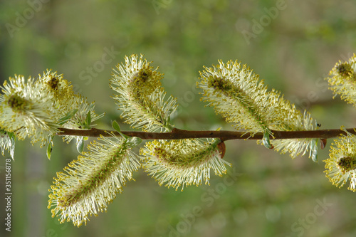  A close up of male catkins of Salix myrsinifolia (dark-leaved or myrsine-leaved willow), natural green background. Willow catkins are looks like a smiling happy face photo