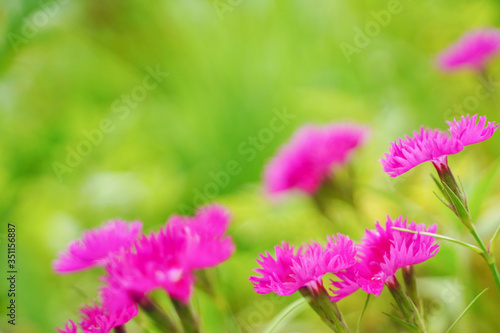 in the foreground pink flowers, the background is blurred