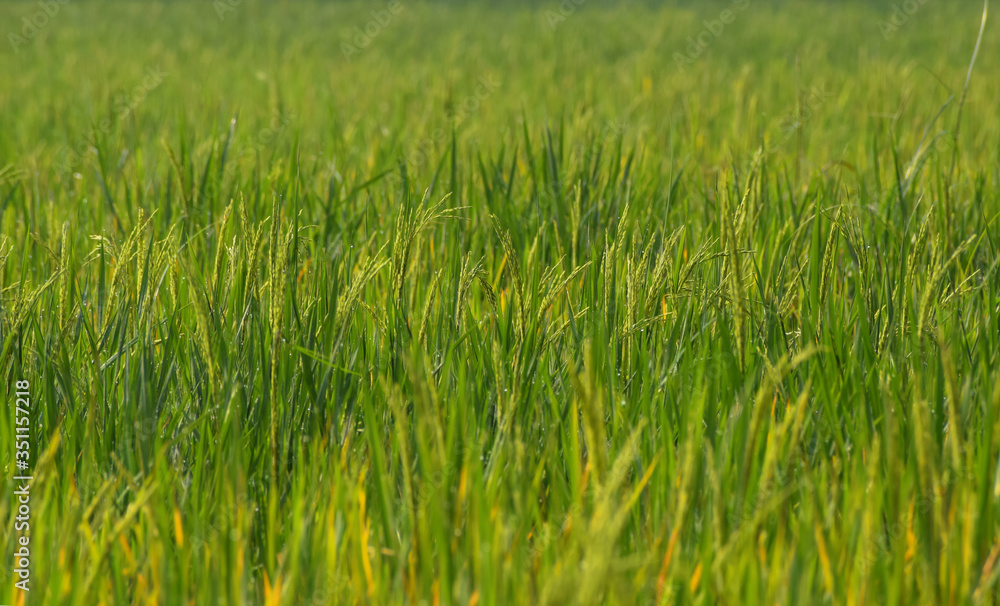 Obraz premium beautiful close up of green rice plant with dewdrops in an organic agricultural field of India, Asia