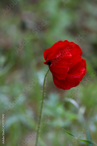 Poppy flower ; Papaver rhoeas , Papaveraceae 