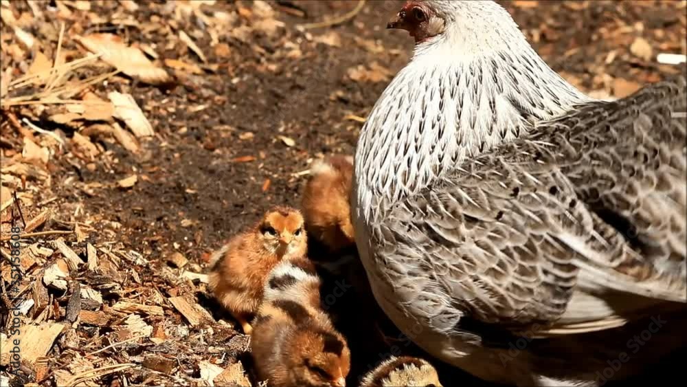 chicken with her baby chicks
chicken with her baby chicks